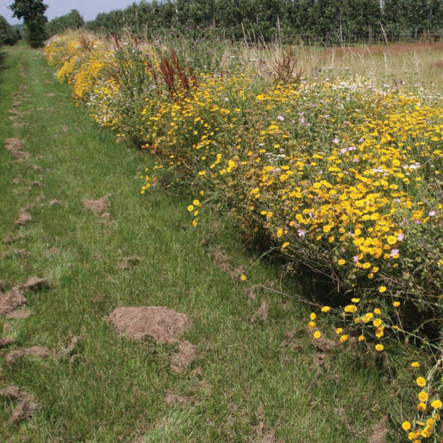 Flower border in an apple orchard