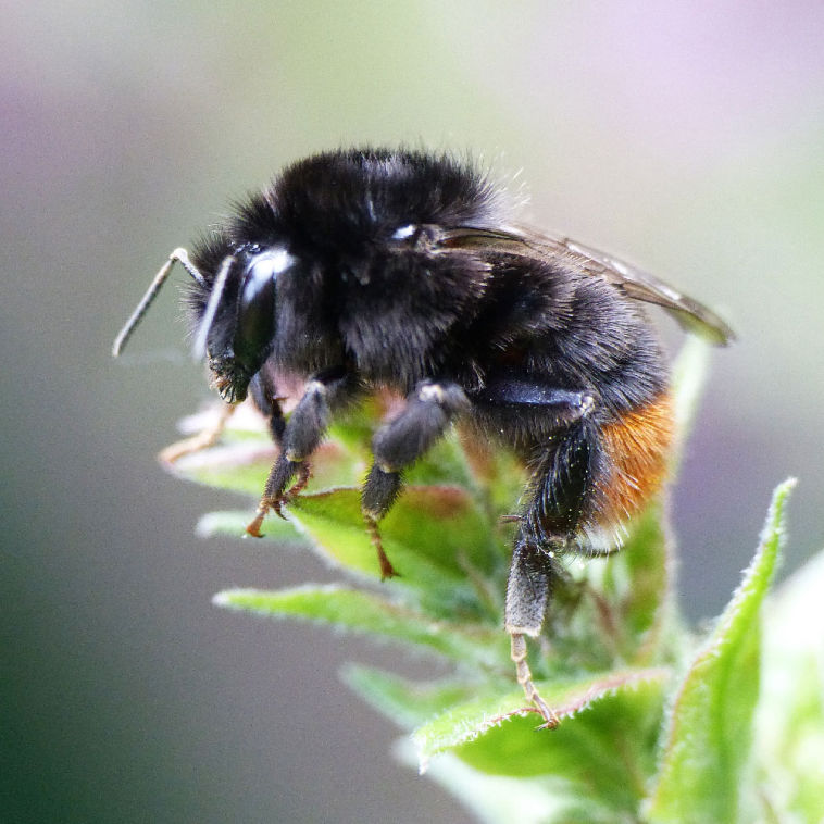 Steenhommel