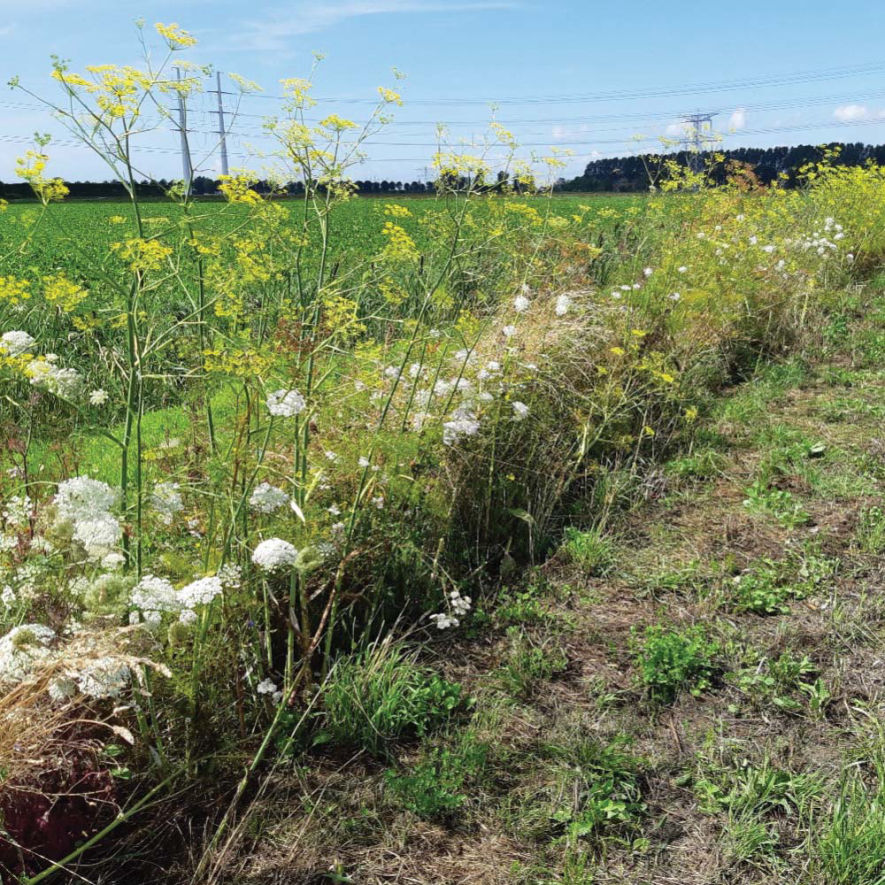 Perennial flower border at a sugar beet field, partly cut down