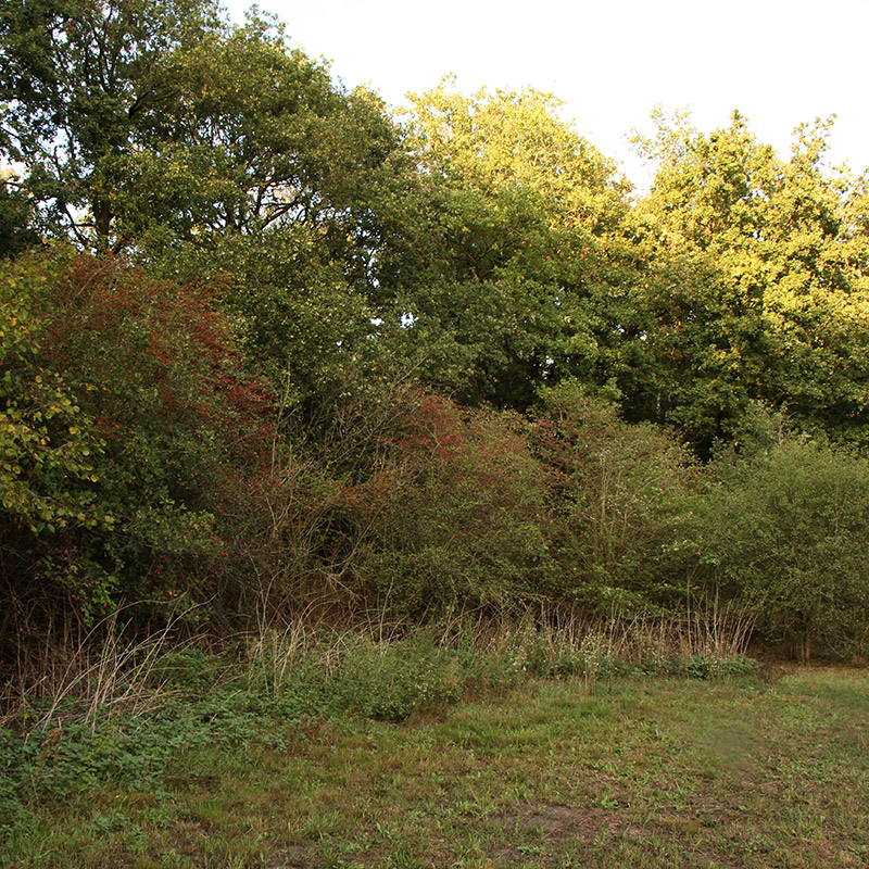 Voorbeeld van de toepassing van deze maatregel