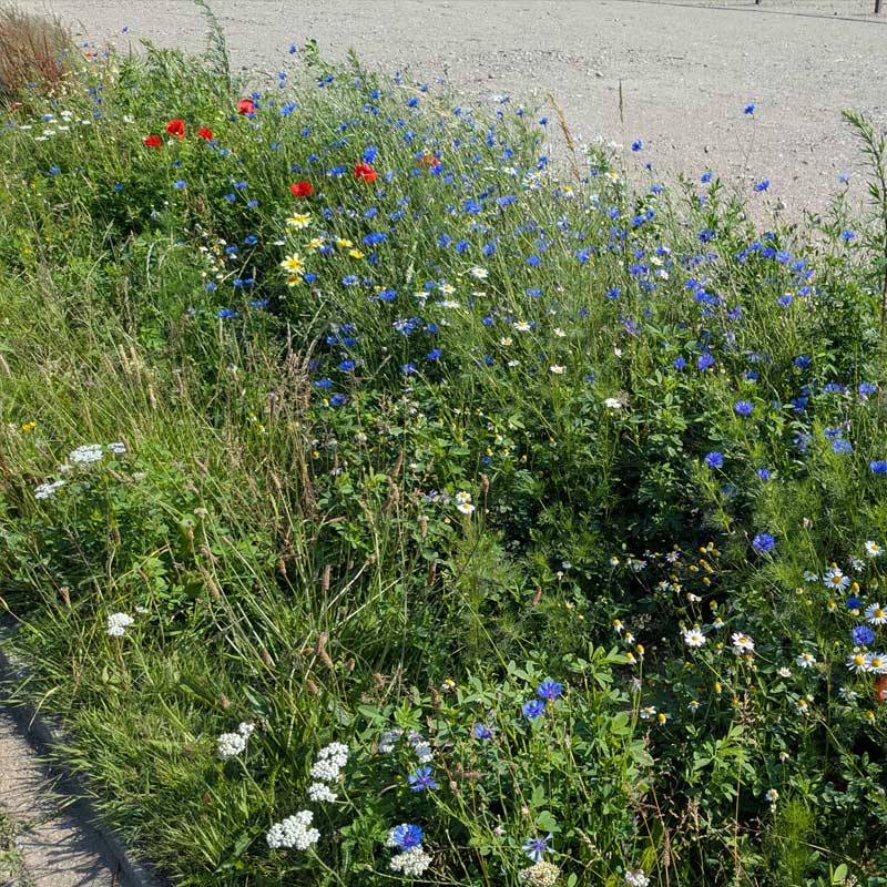 Voorbeeld van de toepassing van deze maatregel