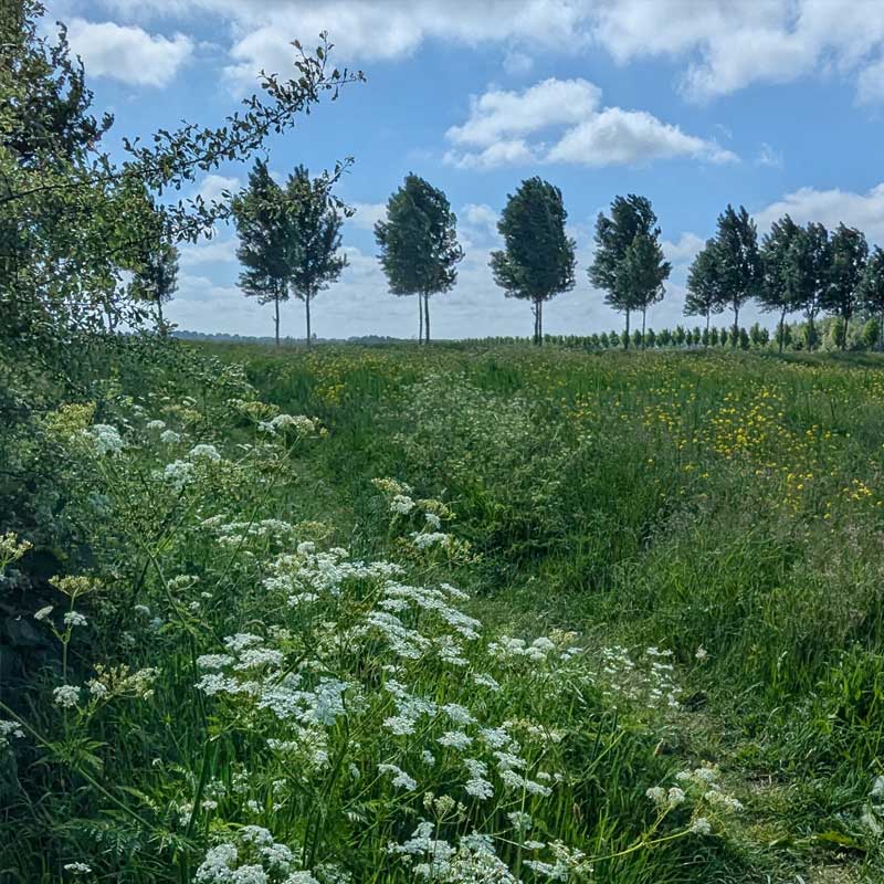 Voorbeeld van de toepassing van deze maatregel