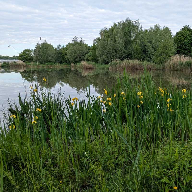 Voorbeeld van de toepassing van deze maatregel