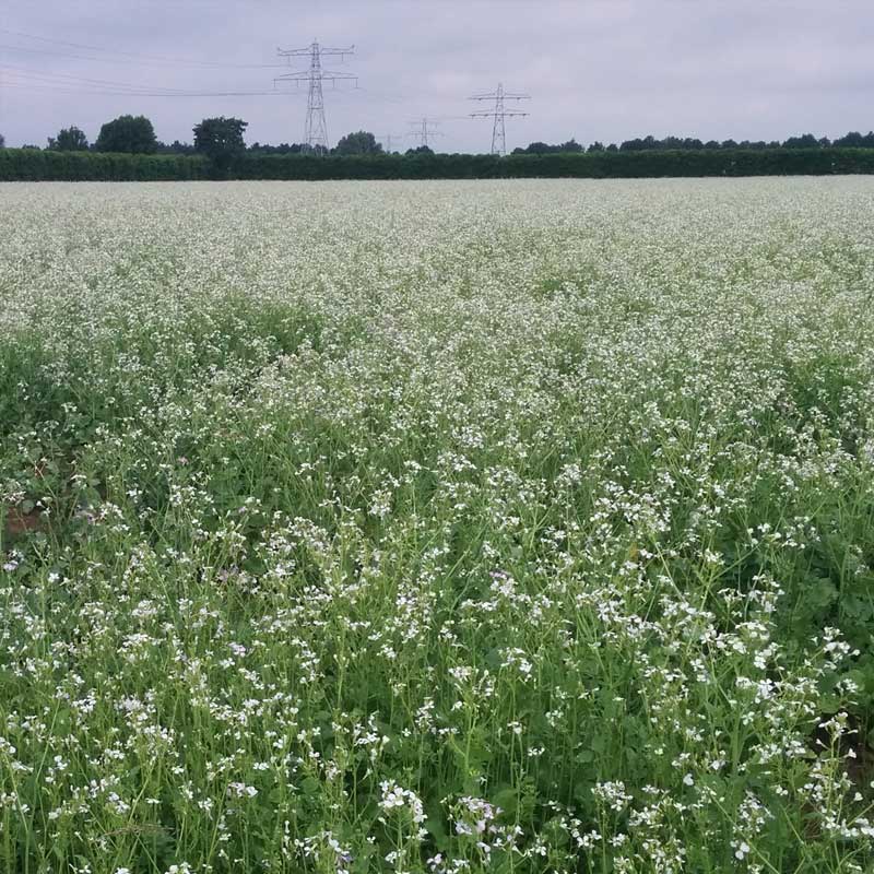 Voorbeeld van de toepassing van deze maatregel