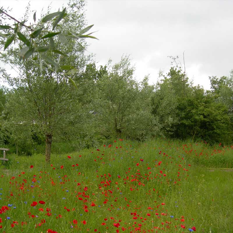 Voorbeeld van de toepassing van deze maatregel