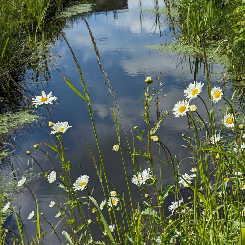 Voorbeeld van de toepassing van deze maatregel